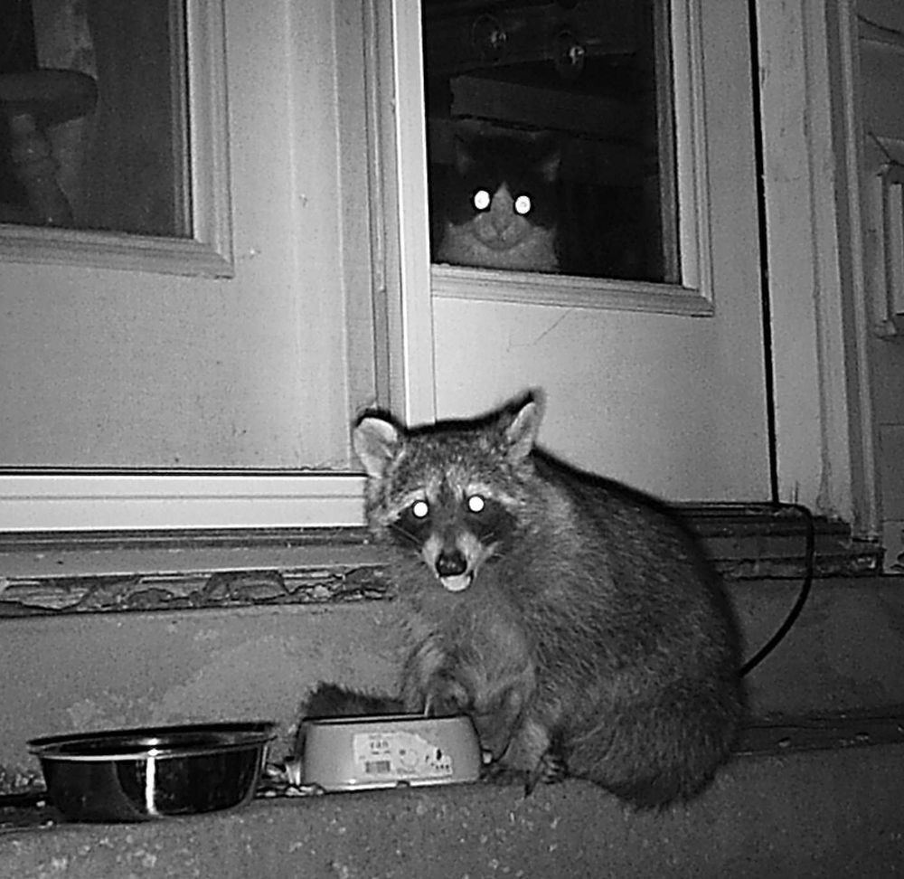 Black and white trail cam photo of a raccoon, sitting like a person, eating cat food, while a cat stares at him through the window. 