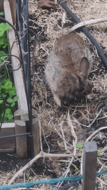 A momma rabbit hides the corner nest, known to house at least 5 kits, using the mulch and dead plant material. The ground moves upward as the kits resettle, the only evidence of their presence beneath.