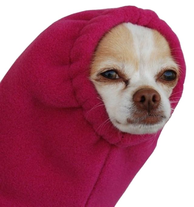 Dog in hoodie 