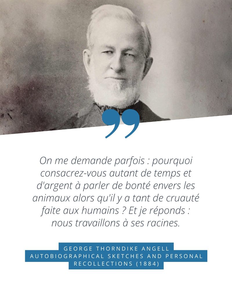 Citation de George Thorndike Angell. "On me demande parfois : pourquoi consacrez-vous autant de temps et d’argent à parler de bonté envers les animaux, alors qu’il y a tant de cruauté faite aux humains ? Et je réponds : nous travaillons à ses racines."