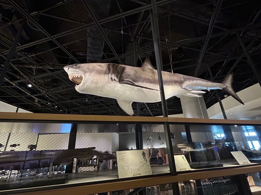 大型のサメ（種類忘れた）の吊り標本
