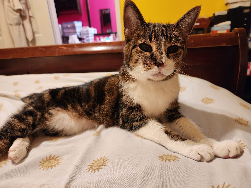Grey, white and black manx cat laying on a white sheet with small yellow suns on it.