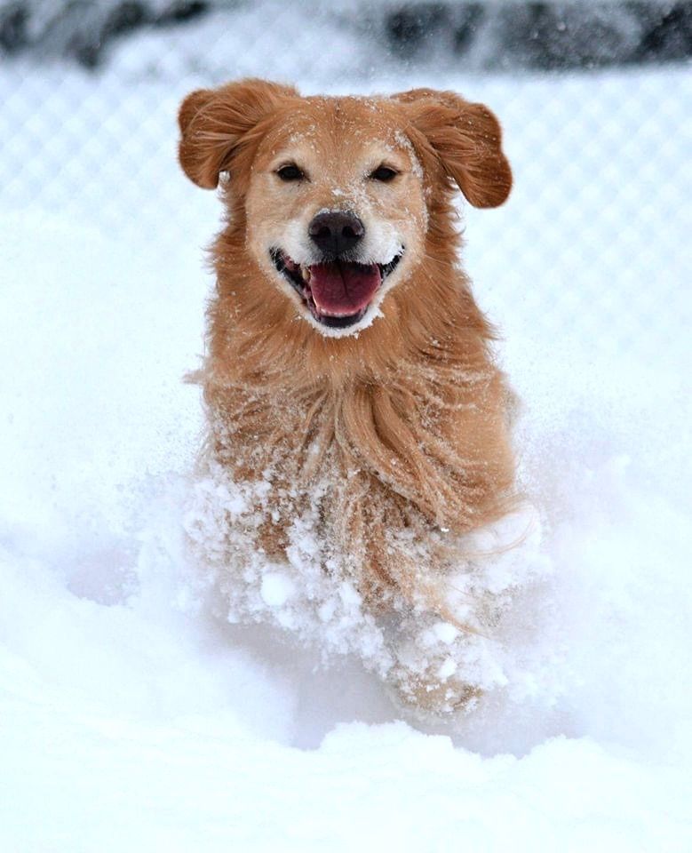 Photograph of a male Golden Retriever running towards me in the snow. Dog is medium gold in color and has large dark brown eyes. He has some snow on his muzzle, ears are flying out to the side, and he has a large happy grin on his face. There is a blurred cyclone style metal fence, and bottom of some dark green pine trees. Ozzy is running in deep, fresh snow. His long chest fur is flying around him as is the snow. 