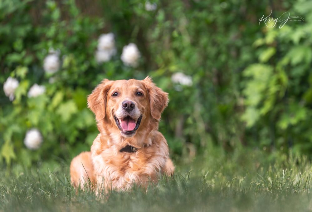 Photograph of a female Golden Retriever laying in green grass. The blurred background is a variety of green plants and a peony bush with pink blooms. Rita, the dog, is laying in a sphinx type down facing the camera. She is medium gold, with very dark brown eyes and a brown nose that has a touch of pink on it. She has on a multi-colored collar, and has a big smile on her face. 