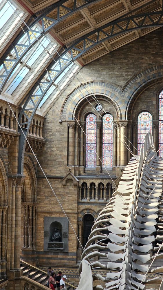 Sunlight streams into a large ornate Victorian stone hall, casting light onto the skeleton of a blue whale.