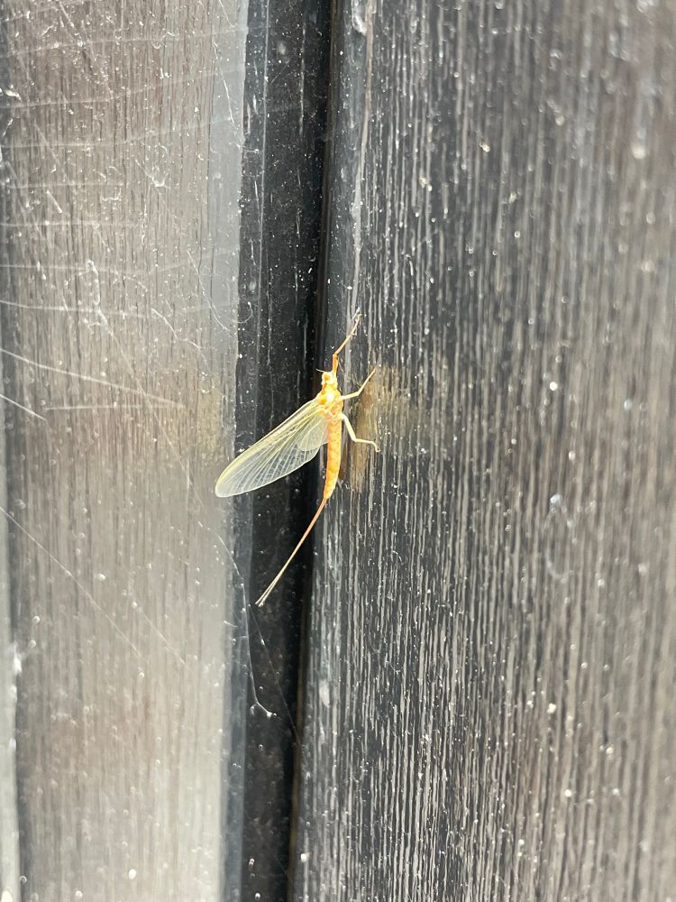Yellow Mayfly