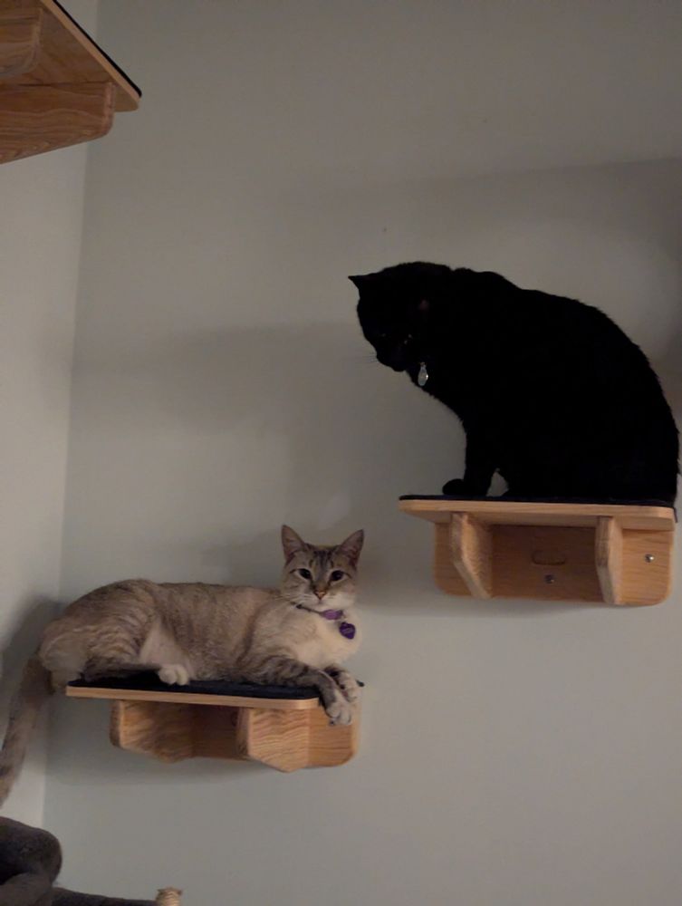 Nahui the black cat on a shelf looking down at his sister Nissa the white/gray cat, who's looking at the camera