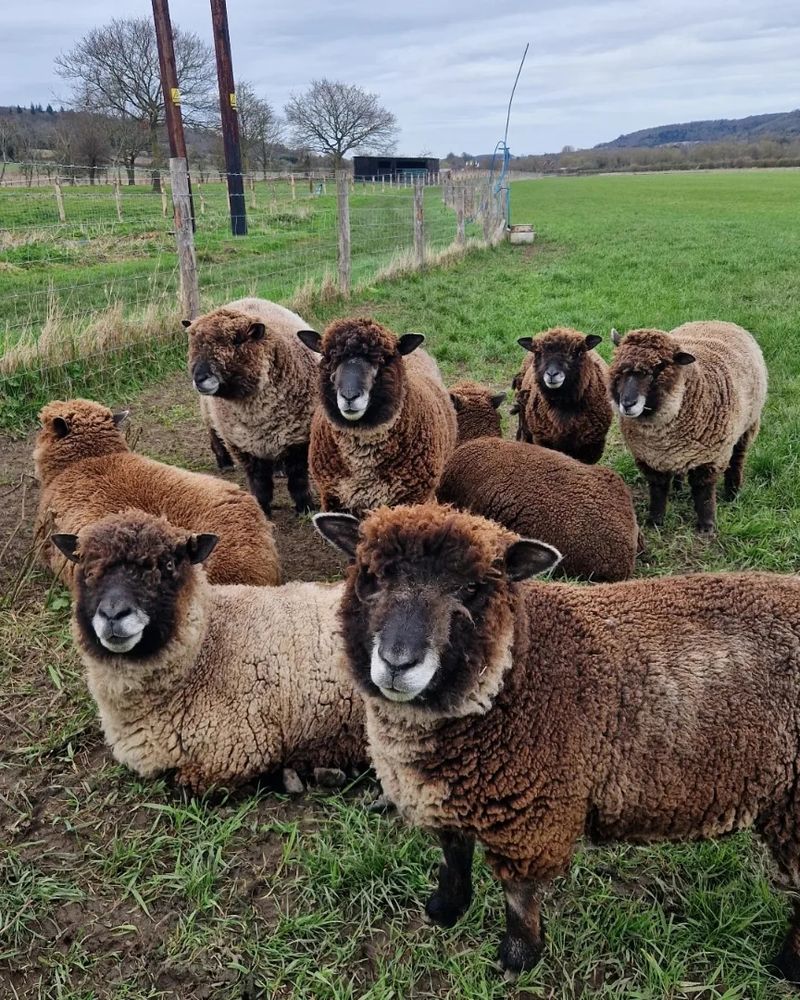 A lovely bunch of sheep, posing for the camera