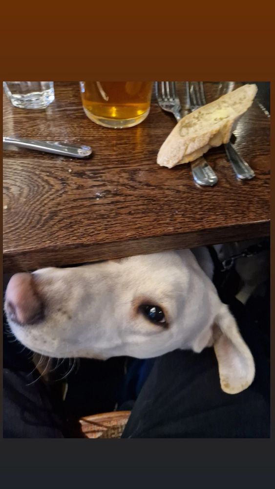 Liz, Samuel's lovely new guide dog