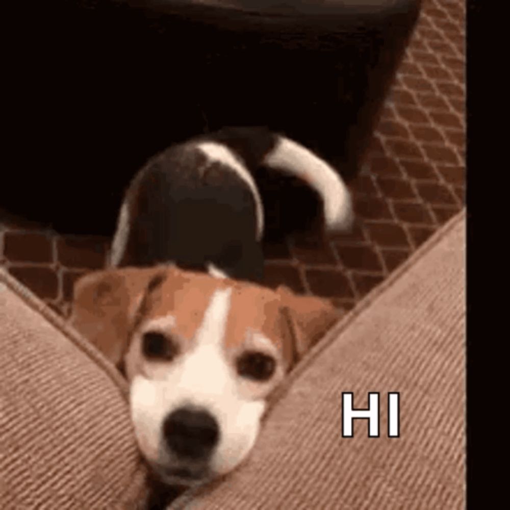 Puppy GIF