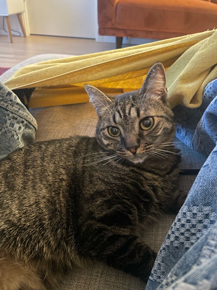 A small female tabby cat hiding under the legs of someone on a sofa 