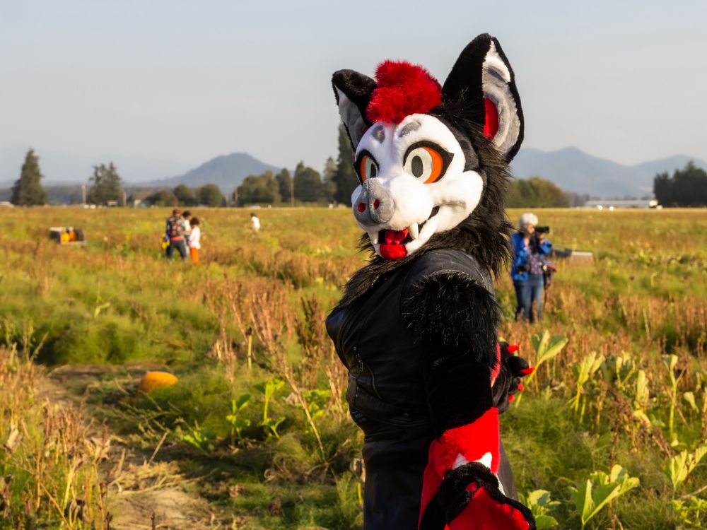 A bat fursuit standing in a field from the side turning their head to the camera