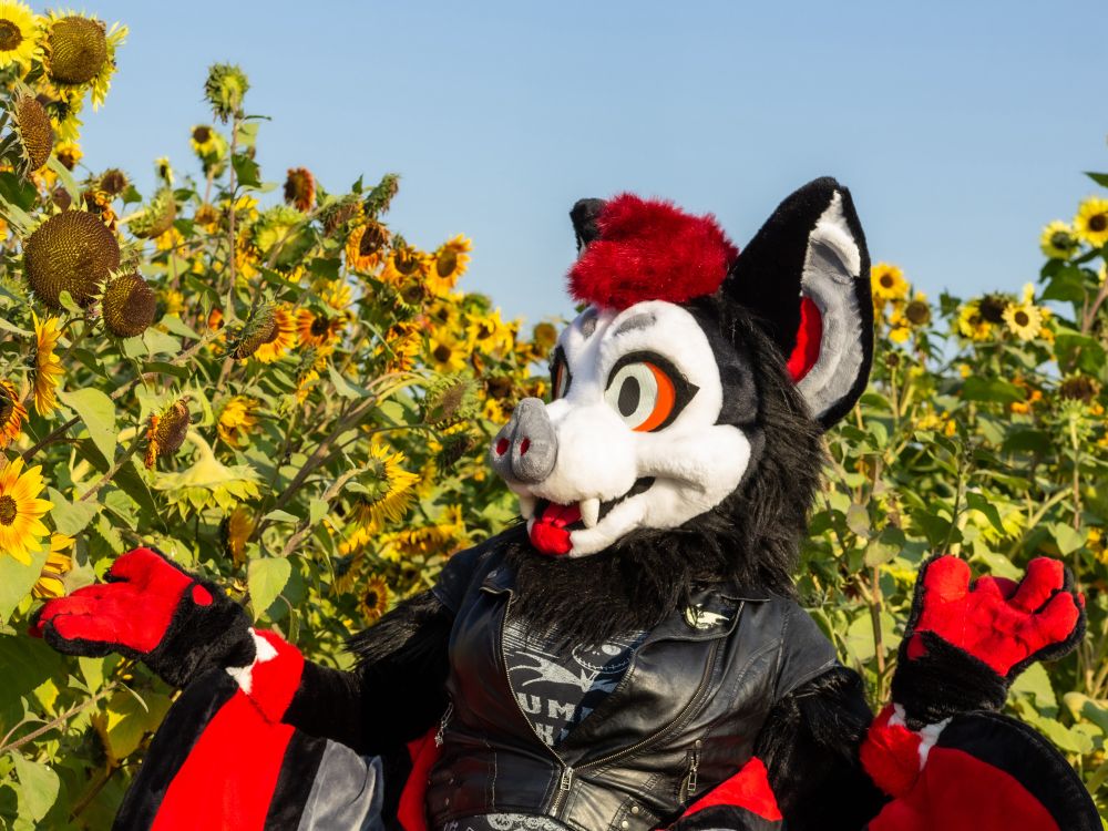 A photo of a bat fursuit looking at some sunflowers