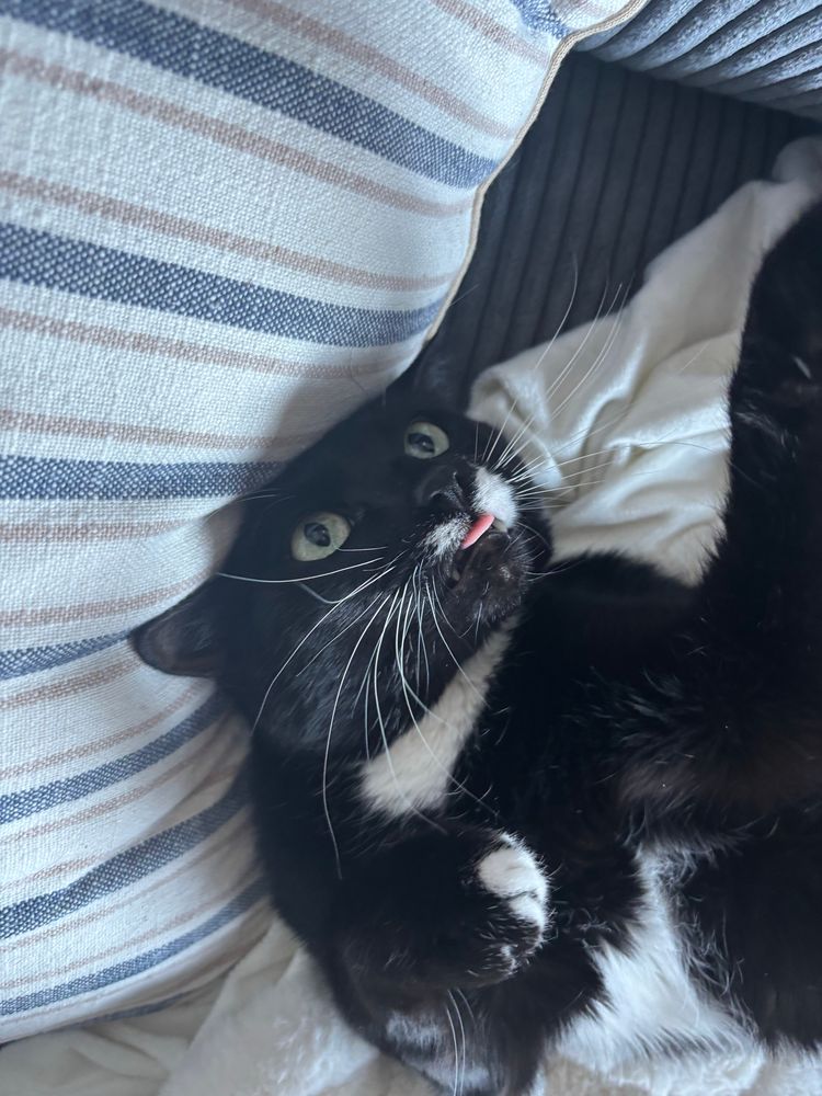 Black and white cat on his back in a slightly different position for the previous photo 