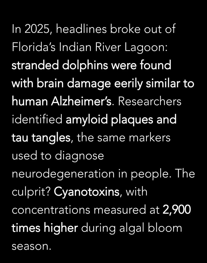 In 2025, headlines broke out of Florida's Indian River Lagoon: stranded dolphins were found with brain damage eerily similar to human Alzheimer's. Researchers identified amyloid plaques and tau tangles, the same markers used to diagnose neurodegeneration in people. The culprit? Cyanotoxins, with concentrations measured at 2,900 times higher during algal bloom
season.
