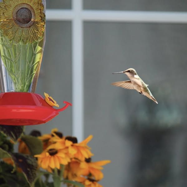 Hummingbird approaching a nectar feeder.
