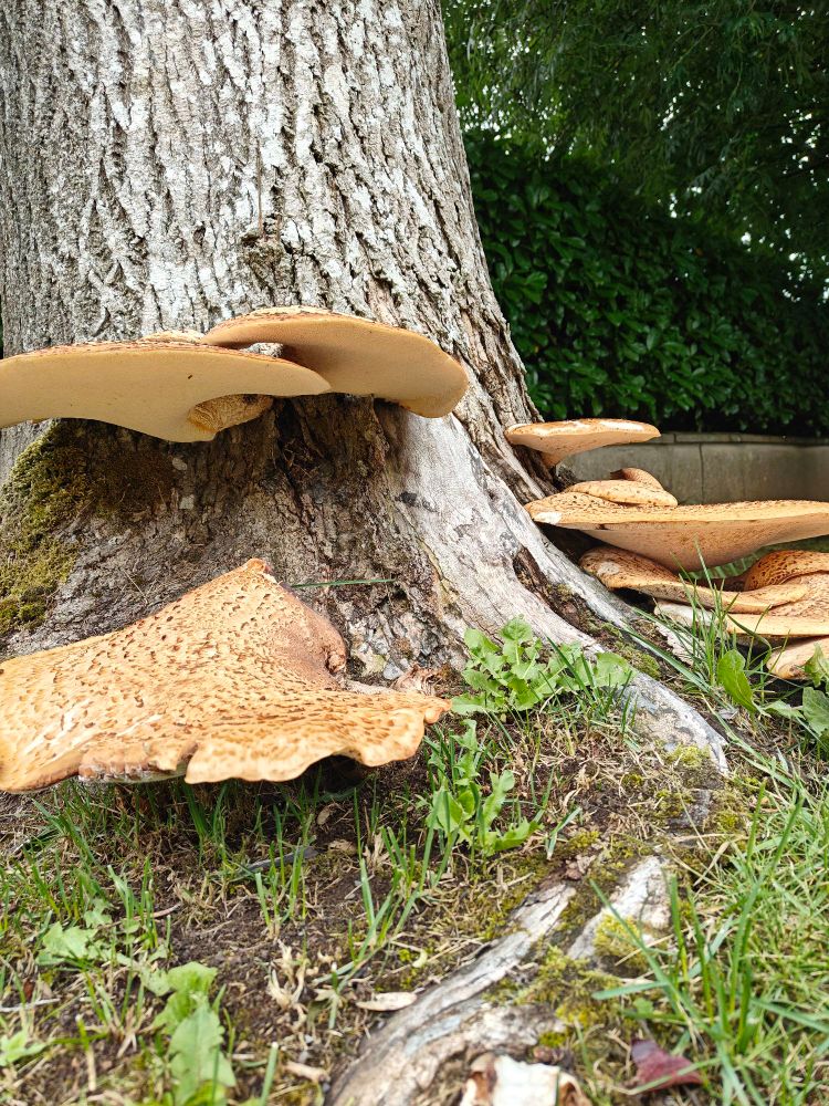 Lots of polypores sitting on a tree k-i-s-s-i-n-g