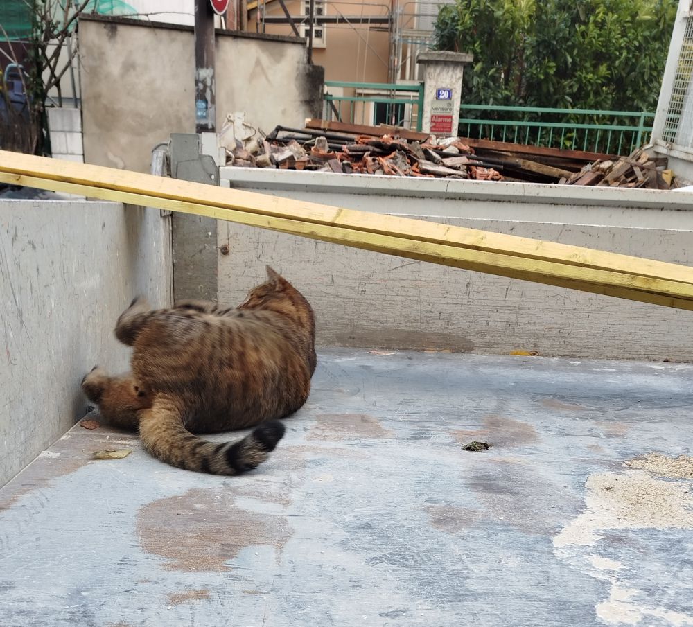 Gros chat tigré en train de se rouler dans la benne d'une camionnette d'une entreprise de travaux, sous des planches 