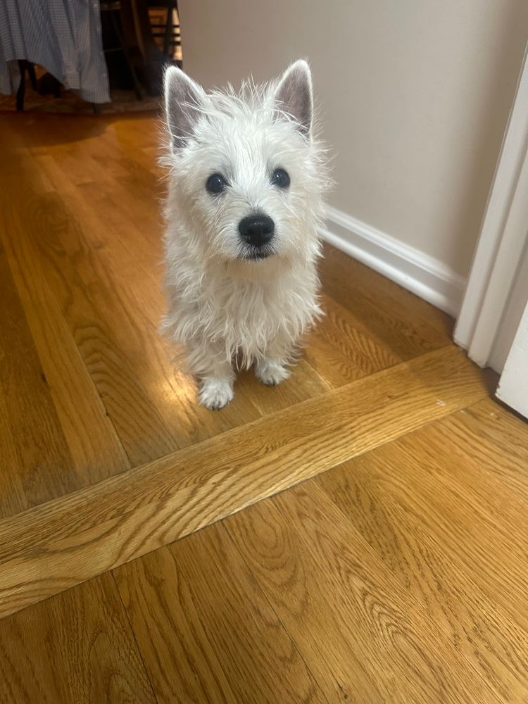 Winston the Westie looking sheepish after momma found poop on the rug