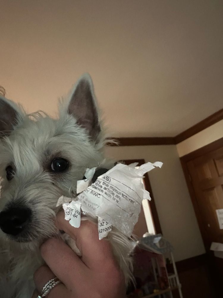 Winston the Westie with a sticker from a piece of furniture stuck to his paw. He doesn't look nearly as apologetic as he should 