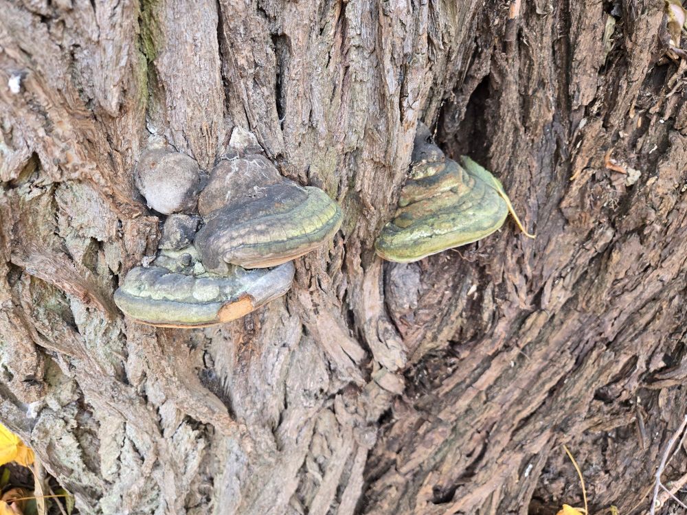 Polypores