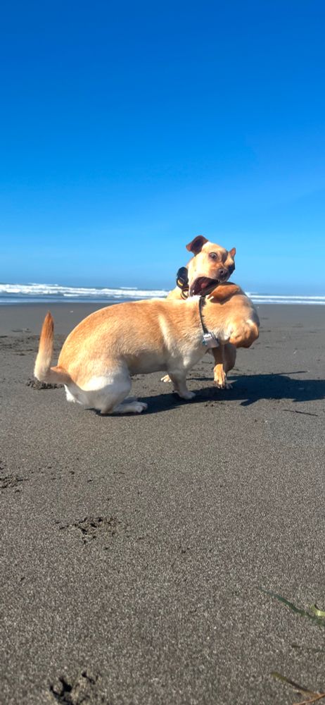Ferocious Clovis attacking indiscriminately.  