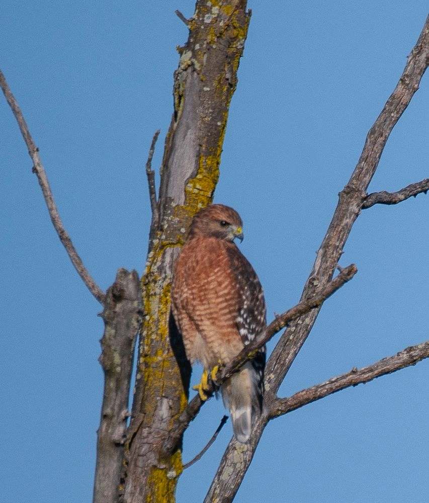 Red shouldered hawk on a branch