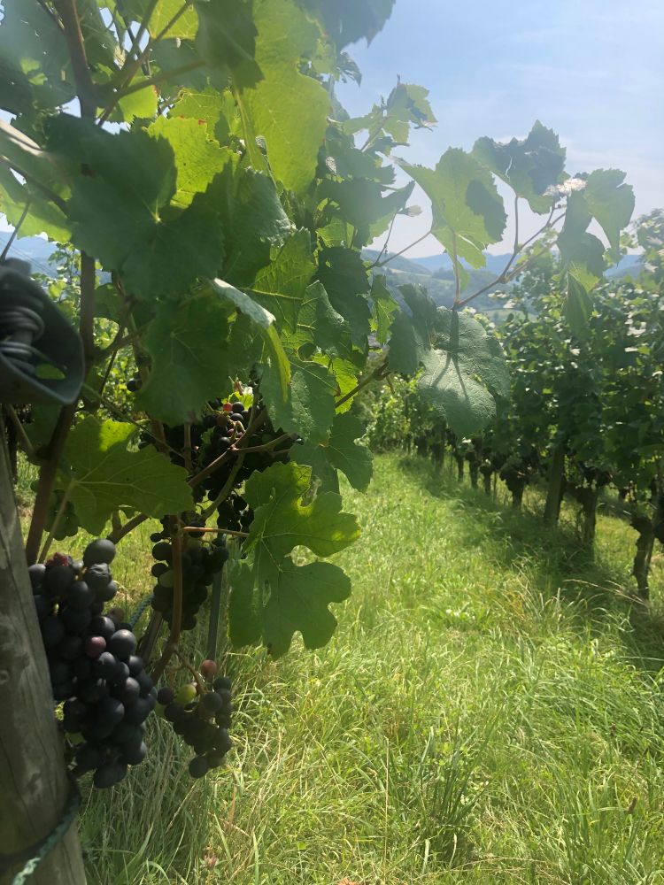 Vineyard above Sissach with black grapes