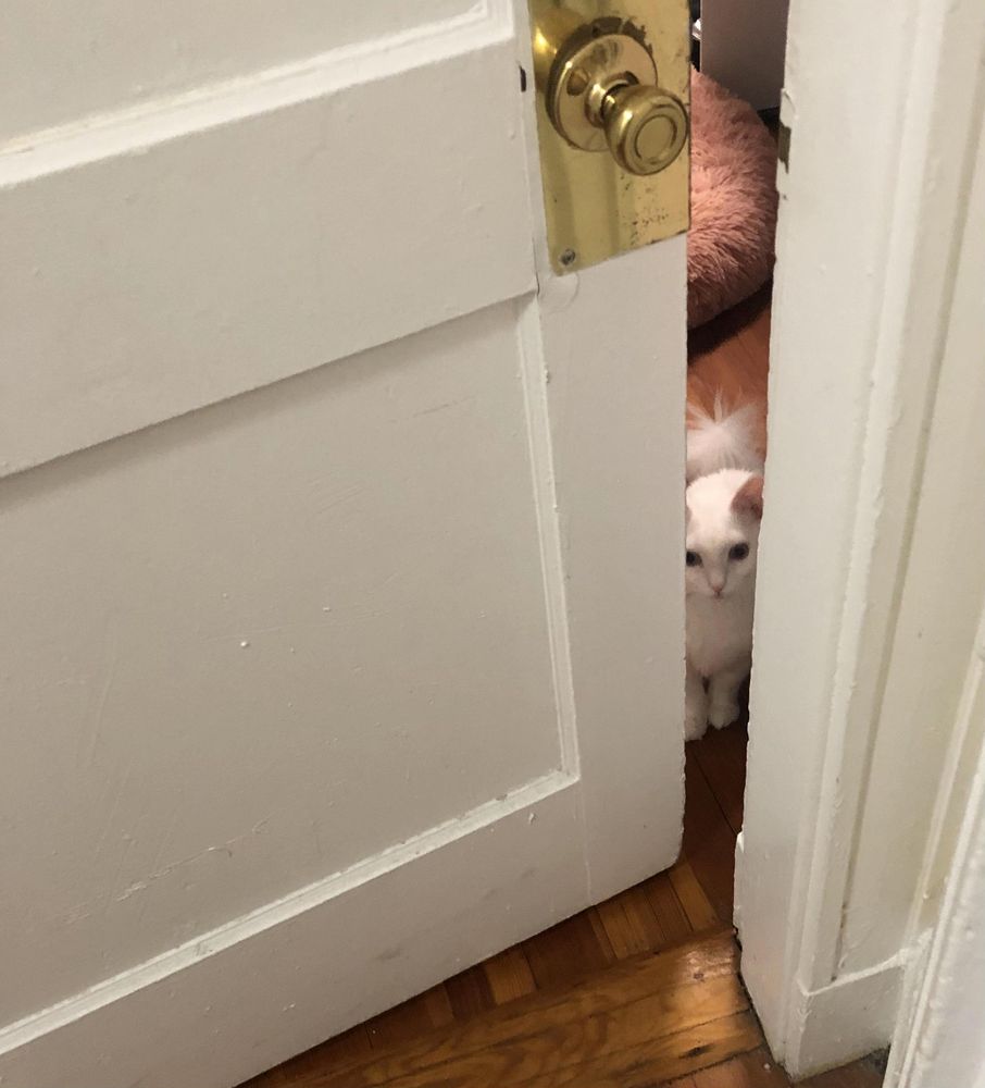 First time to meet my kitty neighbor