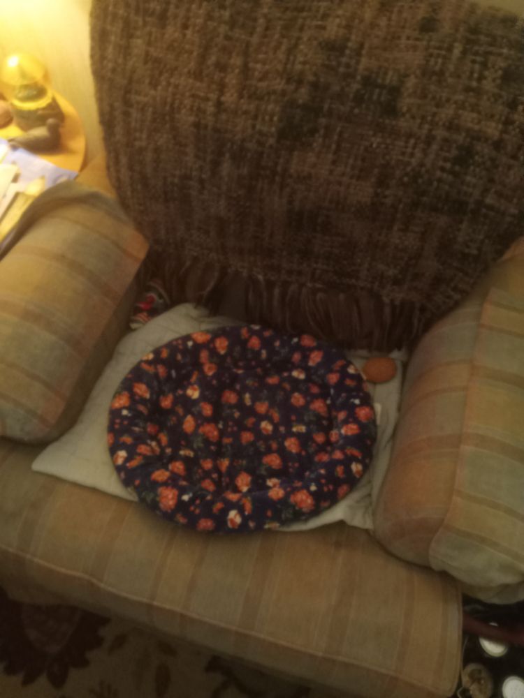 Just a living room.Share has cat bed.