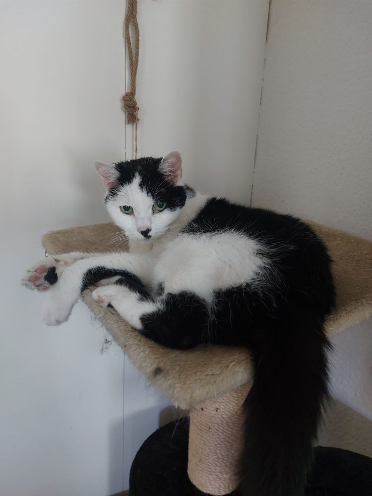 Eine schwarz weiße Katze, die entspannt auf einem Kratzbaum liegt und mit ihren grünen Augen in die Kamera guckt.