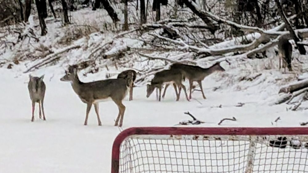 Six whitetail deer hang on the ice behind the hockey net on a frozen little forest river covered in snow. 