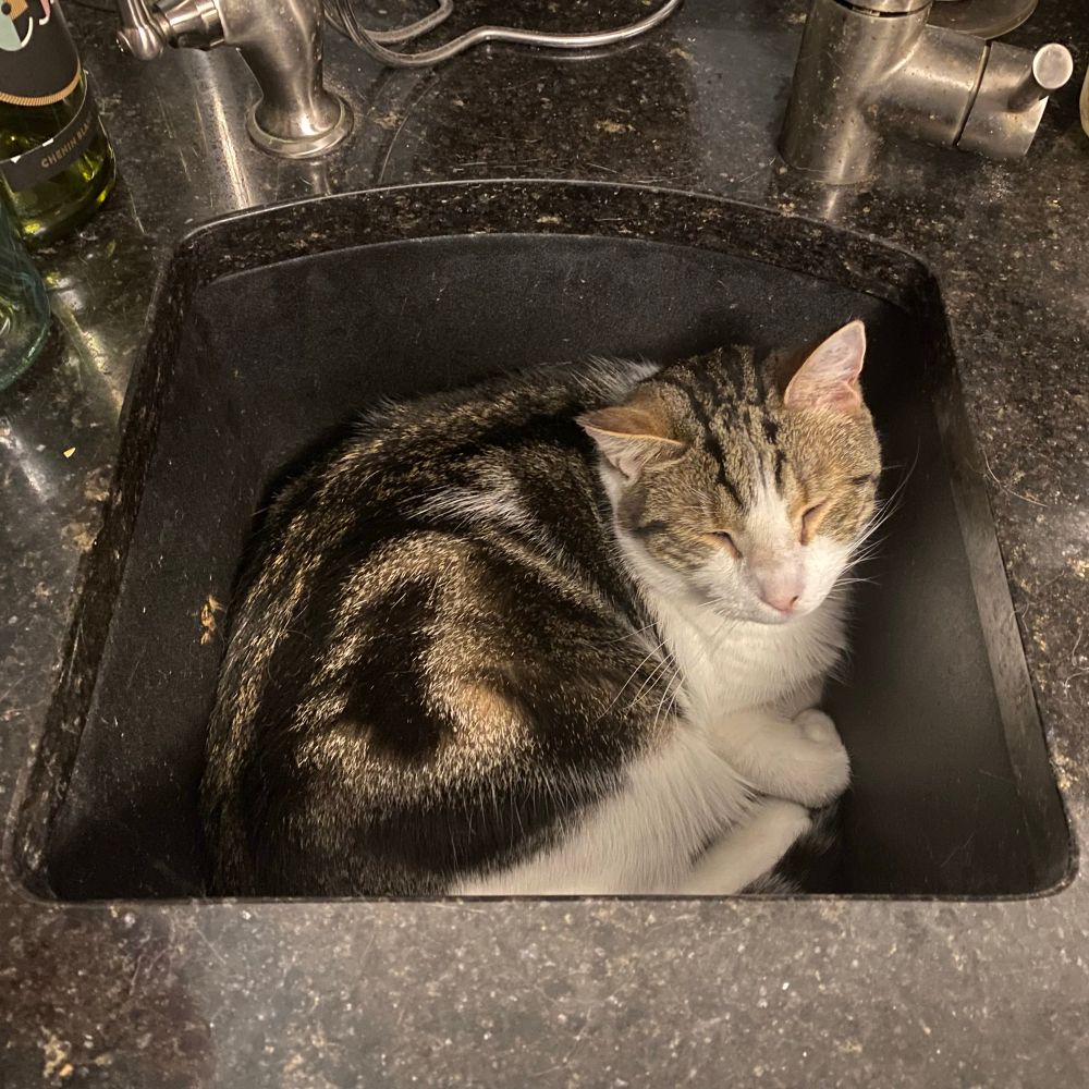 A chonky tabby and white boy cat laying down happily in a bar sink