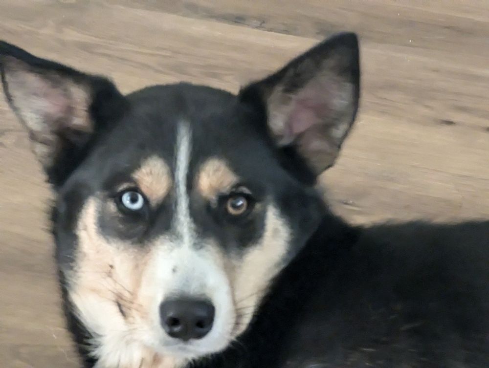 a golden retriever/husky mix with heterochromia. She's homophobic.