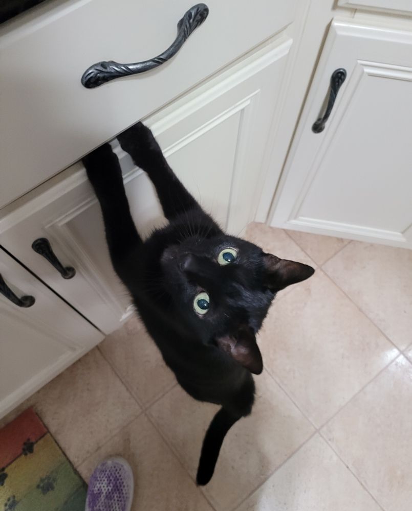 Lugosi, a black locket cat with green/yellow eyes, standing on his back feet with his front feet on the top of a cabinet, peering with interest.