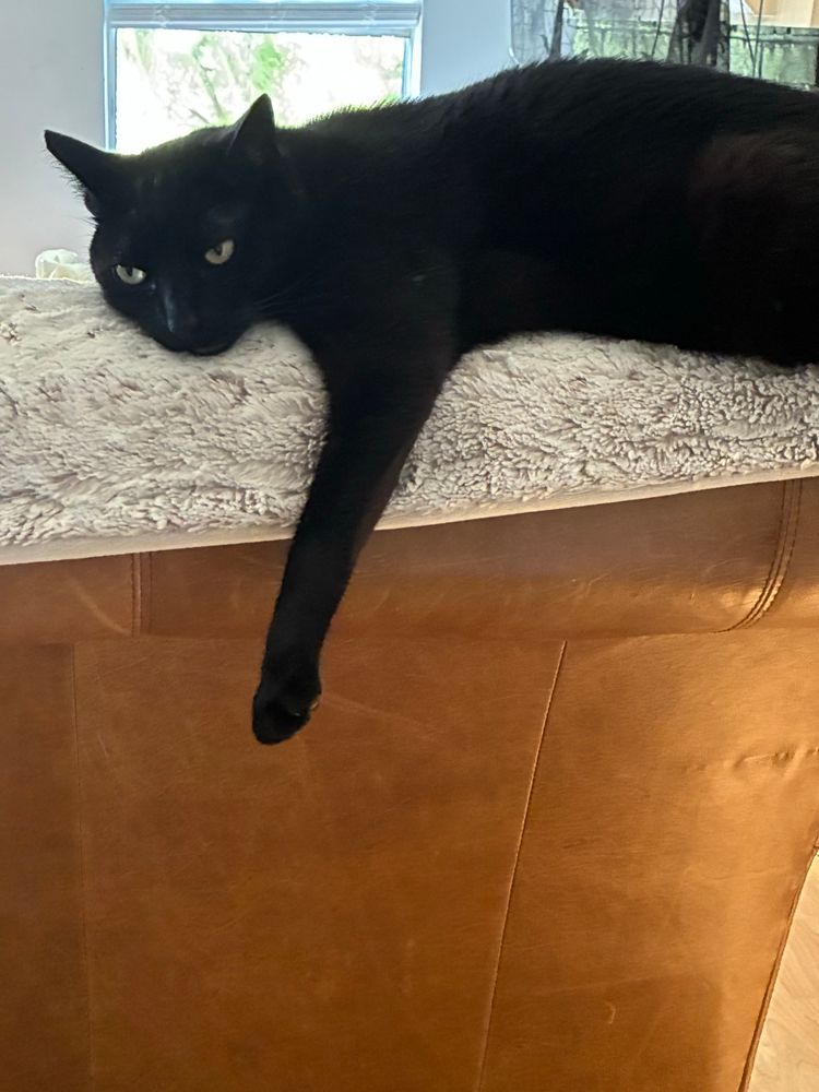 black cat draped over the top of the couch with a front leg hanging over like she’s melting 