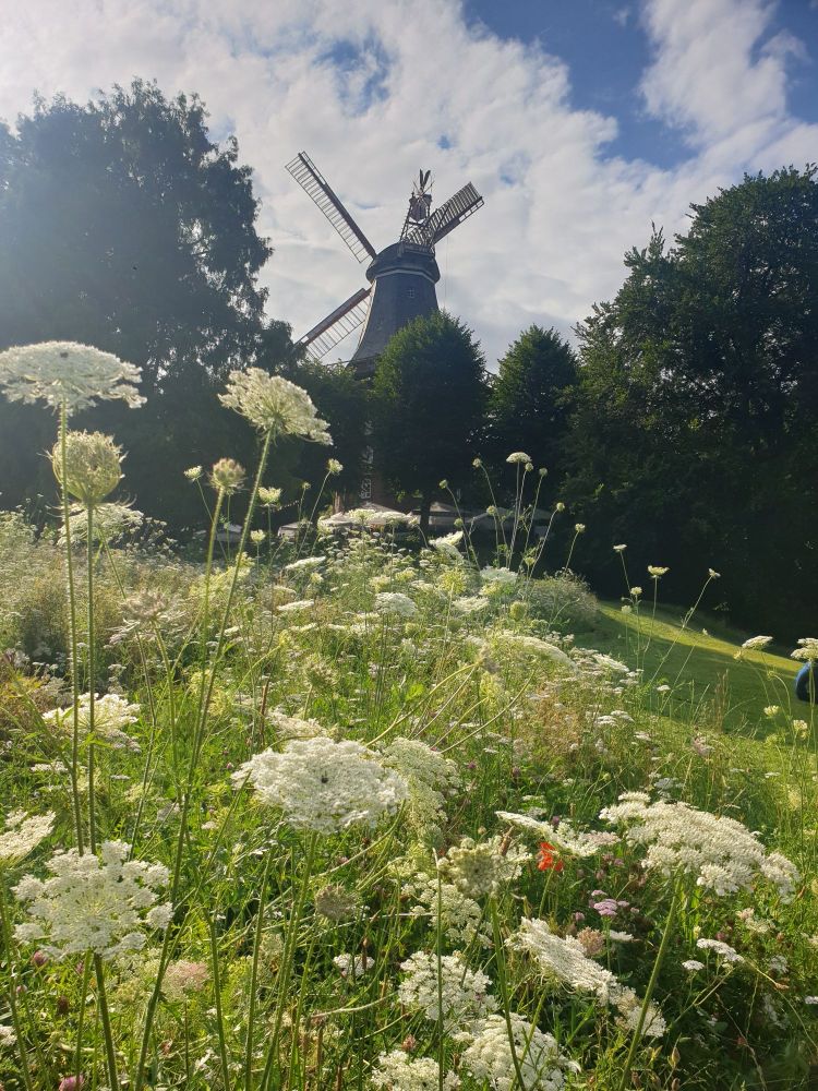 Wildblumenwiese, im Hintergrund alte Windmühle