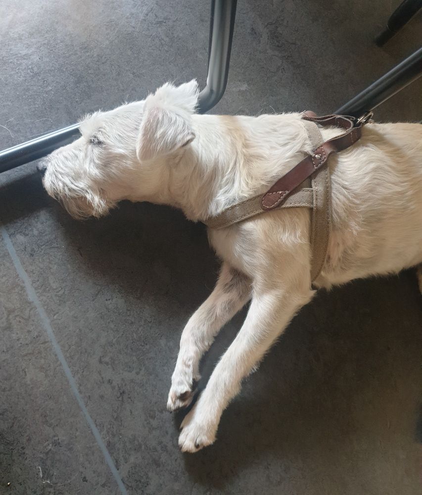 Kleiner weisser Terrier liegt auf Büroboden (zu meinen Füßen, die sind aber nicht auf dem Bild) und schläft