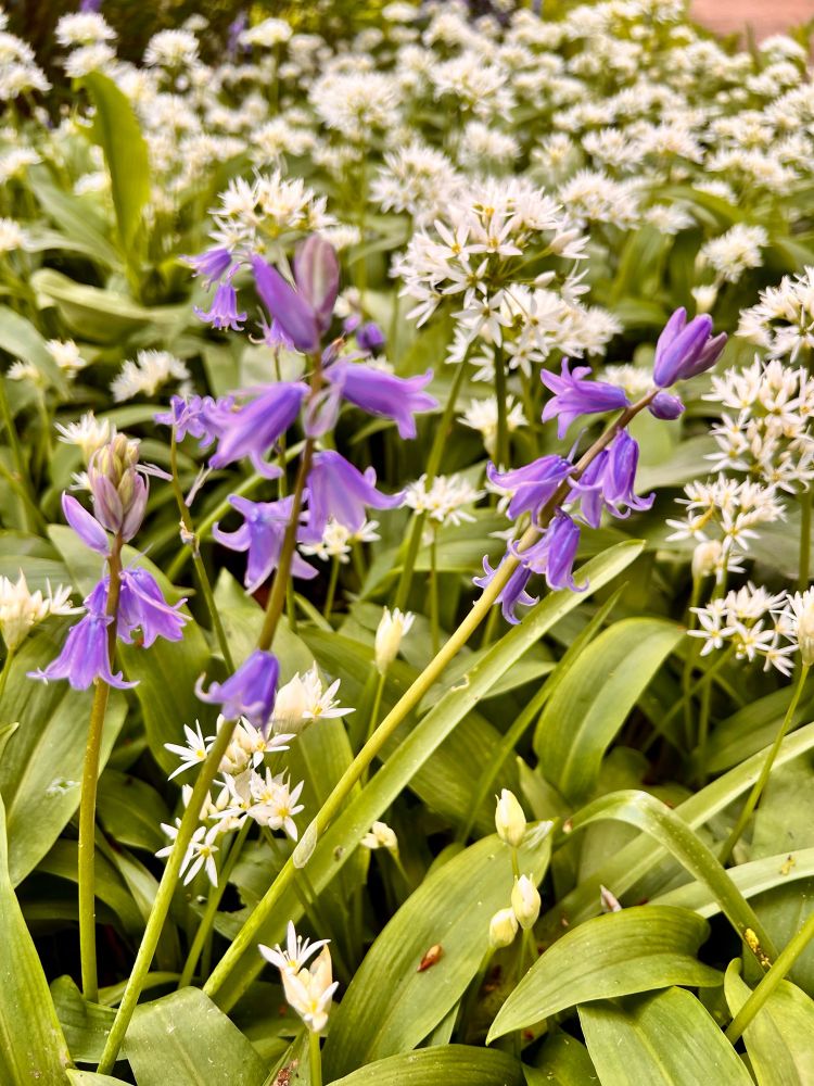 Op de voorgrond bloeiende paarse boshyacint. Daarachter veld vol wit bloeiende Daslook