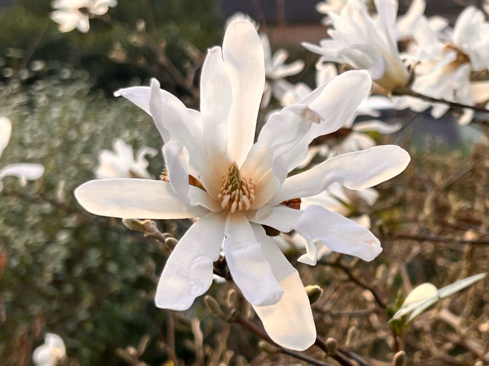 Bloeiende struik met witte bloemen (veel losse bloembladeren) en een roze hart