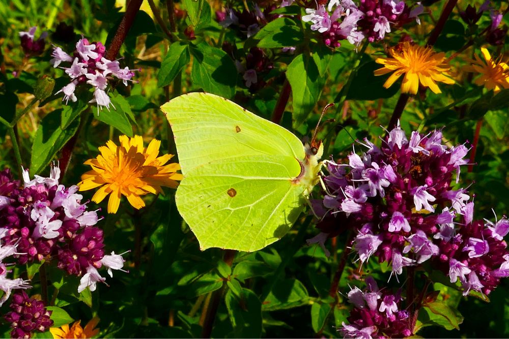 Een geel groene Citroenvlinder zit te eten van paars lila bloemen ..tussen het groen met ook oranje gele bloemen tussendoor. De vlinder ziet met de vleugels rechtop.