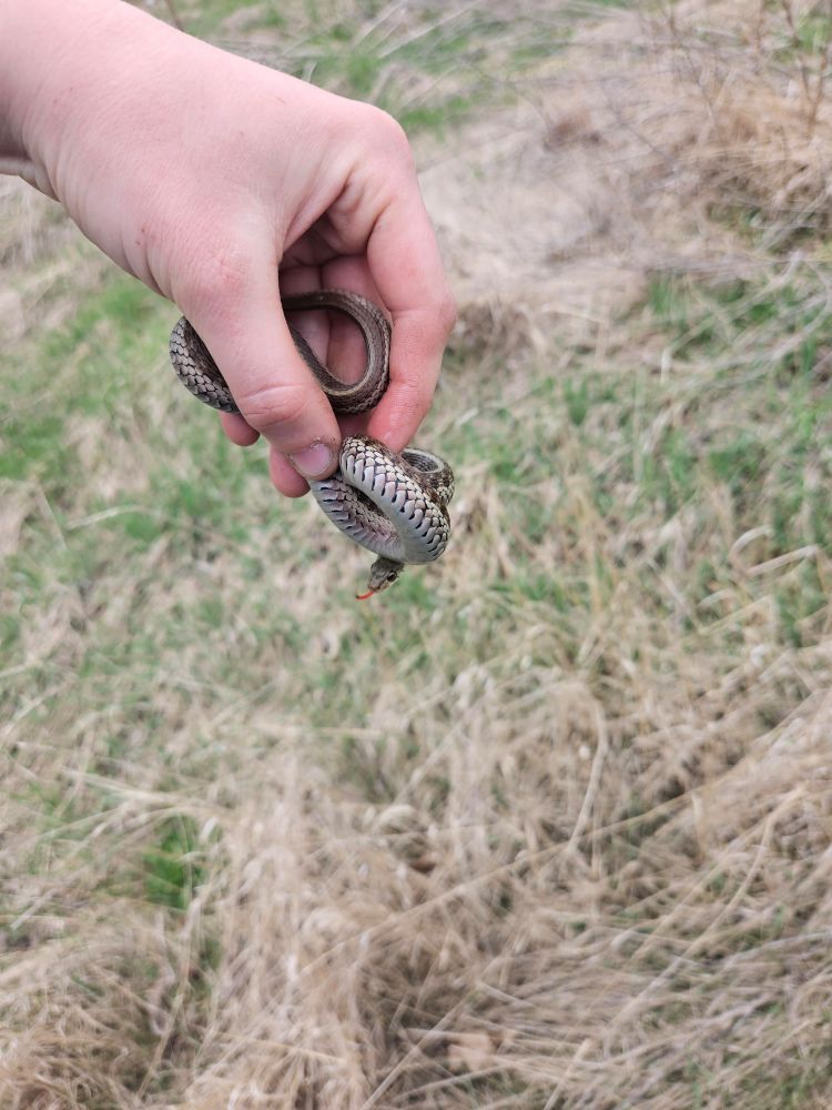 Small snake sticking its tongue out from behind its coil while its held up for a quick photo