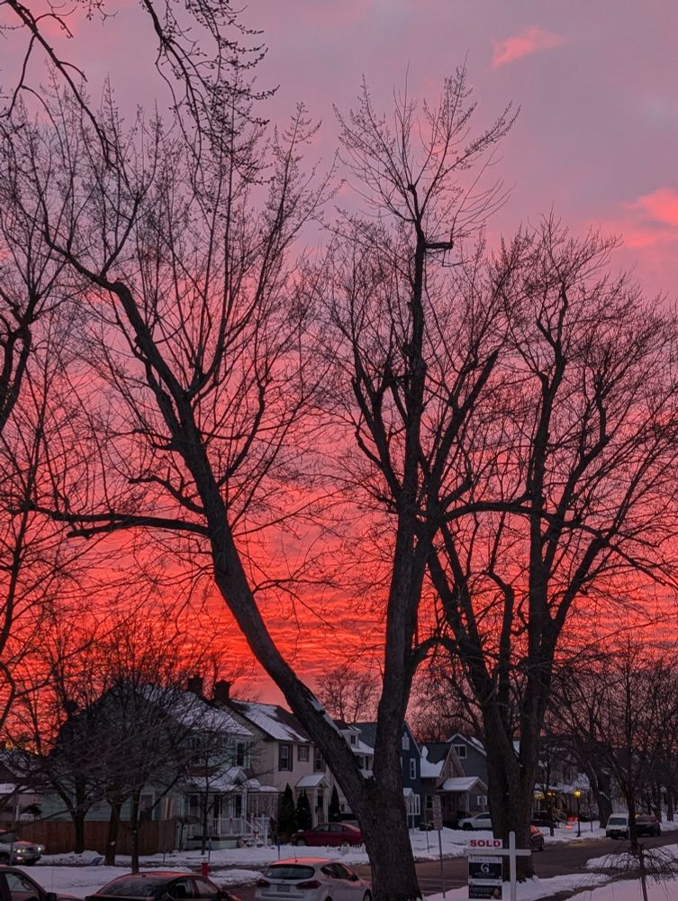 Sunset behind two large oak trees. 