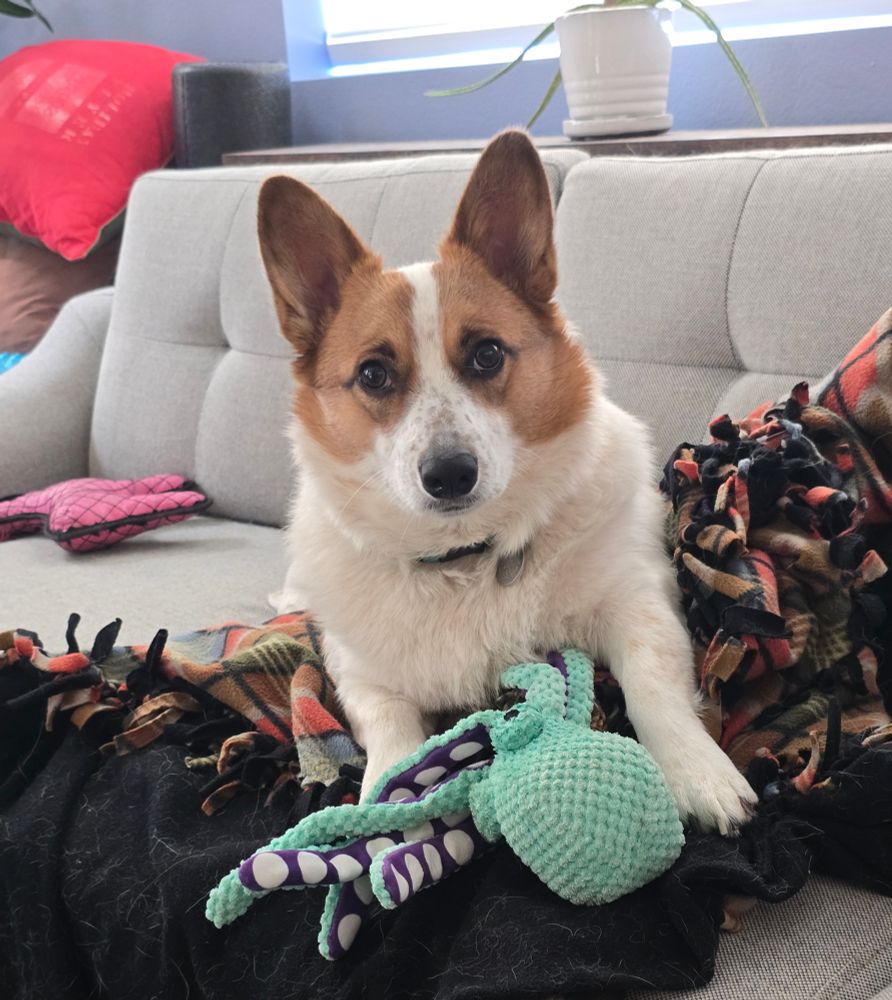 Disco the mismarked red Pembroke corgi looks at the camera with his stuffed octopus behind him. 