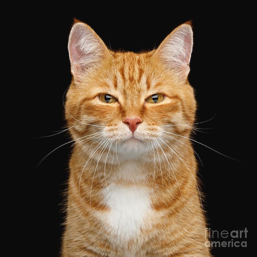 A ginger cat squinting 