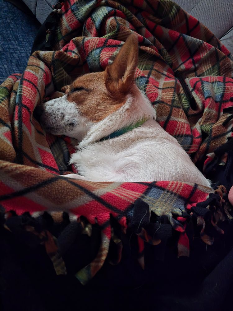 Disco the mismarked red Pembroke corgi sleeps peacefully in a blanket. 