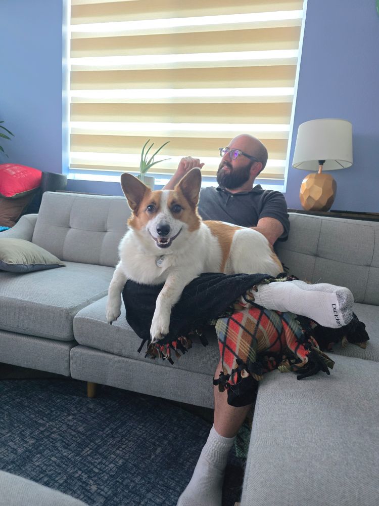 Disco the mismarked red Pembroke corgi looks at the camera while sitting on @inkstand.bsky.social 's lap