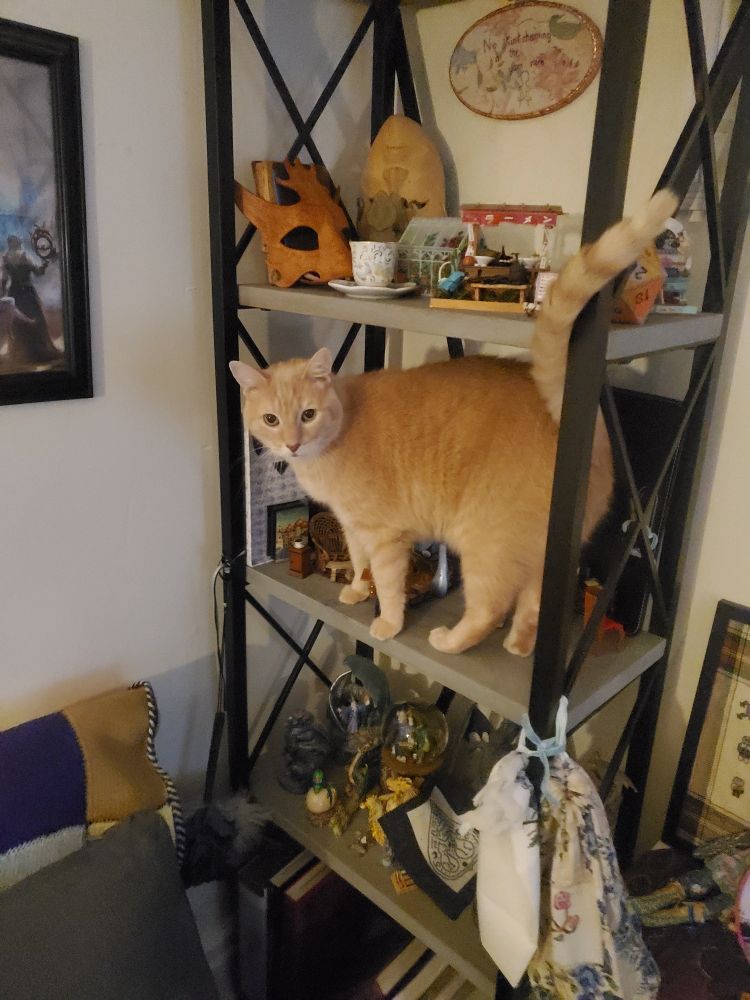 an orange cat standing where he is not supposed to be.