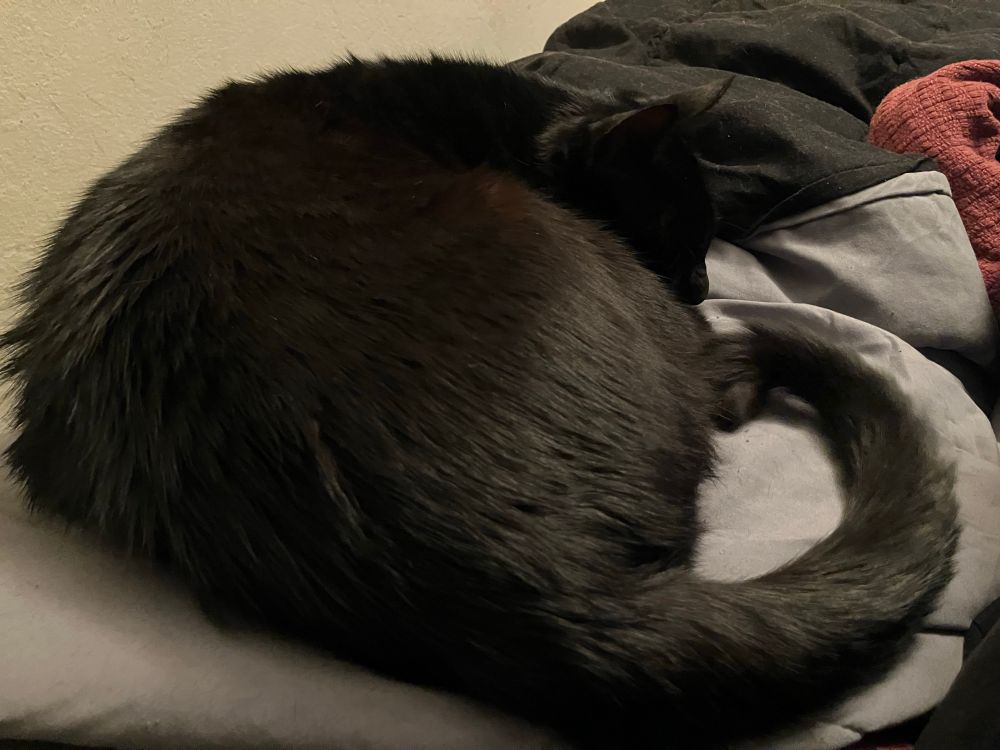 black cat curled up and sleeping