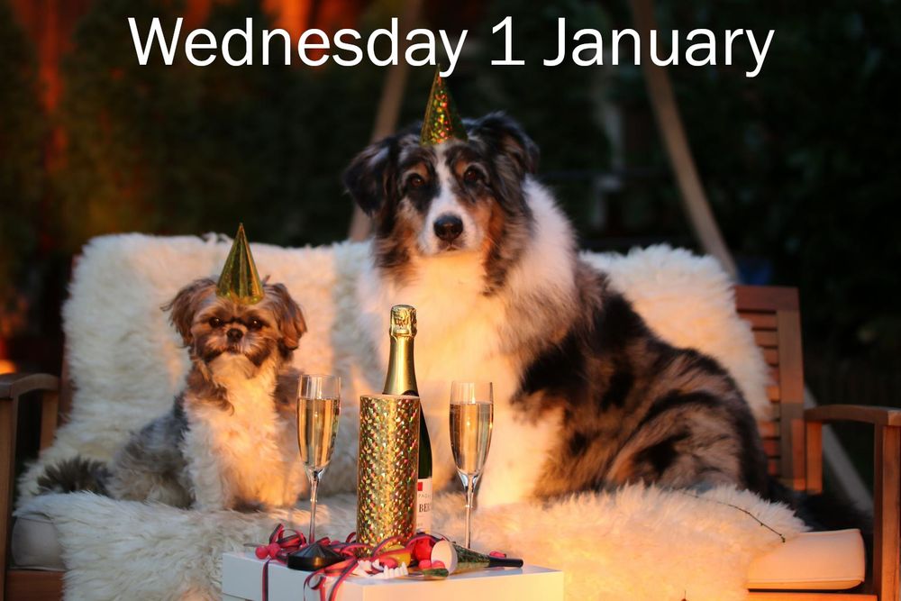 Two dogs - one large, one small - sit on a fluffy blanket on an outdoors bench. They have small golden party hats on their heads.

In front of the dogs is a small table holding two glasses of wine, an unopened bottle, and an ice bucket. Party streamers float over its edge

Caption: Wednesday 1 January.